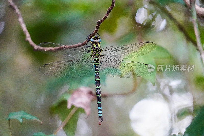 蓝色和绿色蜻蜓，Aeshna cyanea